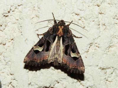 Noctuelle embrasée (La) Trigonophora flammea (Esper, 1785)