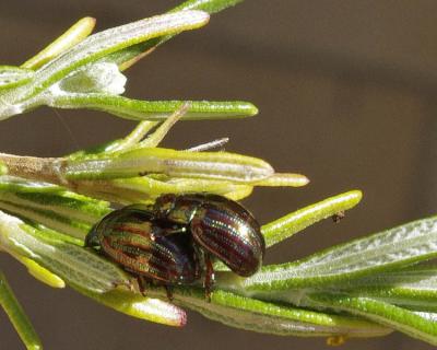Chrysomèle du Romarin Chrysolina americana (Linnaeus, 1758)