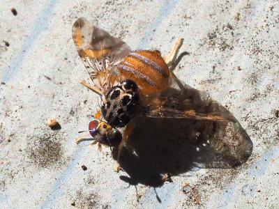  Ceratitis capitata (Wiedemann, 1824)