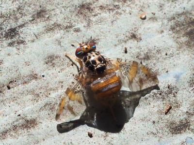  Ceratitis capitata (Wiedemann, 1824)