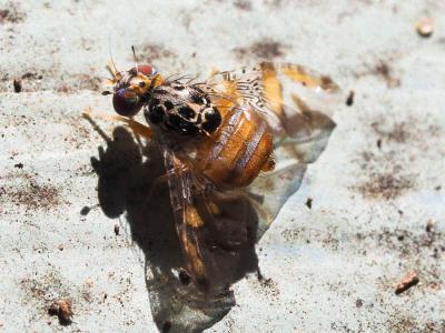  Ceratitis capitata (Wiedemann, 1824)