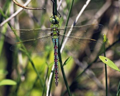 Anax empereur (L') Anax imperator Leach, 1815