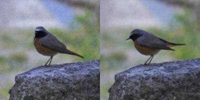 Rougequeue à front blanc Phoenicurus phoenicurus (Linnaeus, 1758)