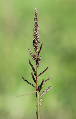  Sporobolus cryptandrus A.Gray, 1848
