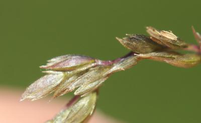  Sporobolus cryptandrus A.Gray, 1848