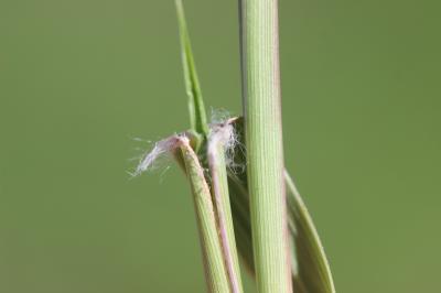  Sporobolus cryptandrus A.Gray, 1848