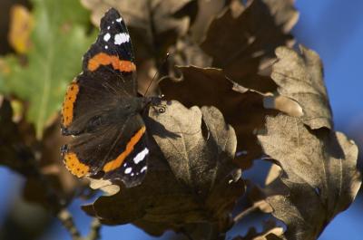 Vulcain (Le), Amiral (L'), Vanesse Vulcain (La), C Vanessa atalanta (Linnaeus, 1758)