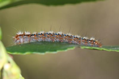Bombyx du Chêne (Le), Minime à bandes jaunes (Le) Lasiocampa quercus (Linnaeus, 1758)