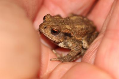 Crapaud commun (Le) Bufo bufo (Linnaeus, 1758)