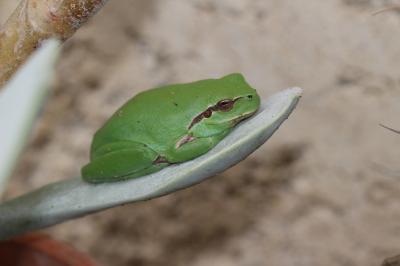 Rainette méridionale Hyla meridionalis Boettger, 1874