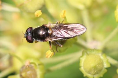  Cheilosia scutellata (Fallén, 1817)