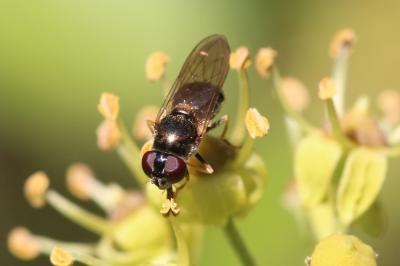  Cheilosia scutellata (Fallén, 1817)