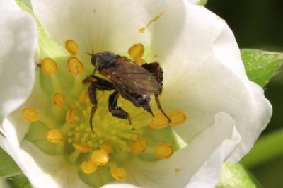  Empis pennipes Linnaeus, 1758