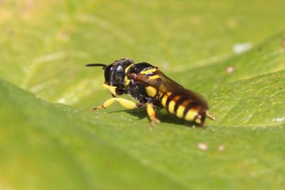  Ectemnius lituratus (Panzer, 1804)