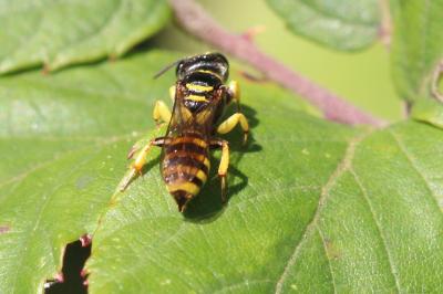  Ectemnius lituratus (Panzer, 1804)