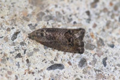  Cydia splendana (Hübner, 1799)