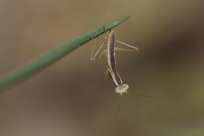 Mante religieuse Mantis religiosa (Linnaeus, 1758)