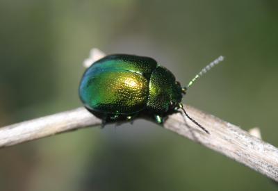  Chrysolina herbacea (Duftschmid, 1825)