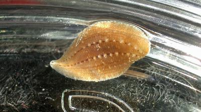  Glossiphoniidae (Vaillant, 1890. Revised)
