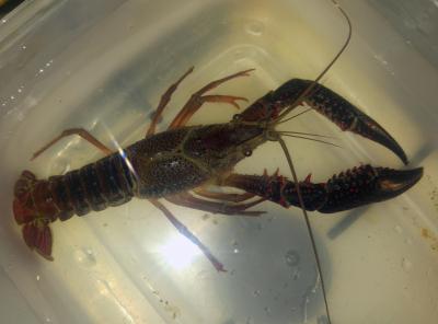 Écrevisse de Louisiane (L'), Écrevisse rouge de Lo Procambarus clarkii (Girard, 1852)