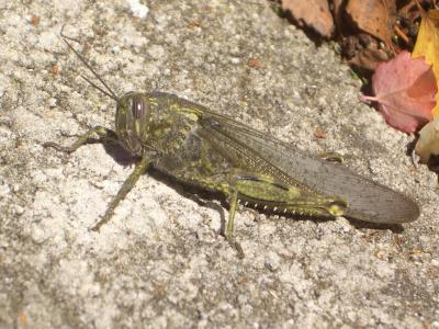Criquet égyptien Anacridium aegyptium (Linnaeus, 1764)