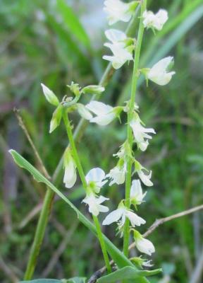 Mélilot blanc Melilotus albus Medik., 1787