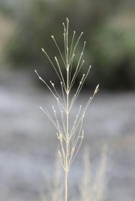 Chrysopogon grillon Chrysopogon gryllus (L.) Trin., 1820