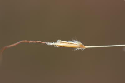 Chrysopogon grillon Chrysopogon gryllus (L.) Trin., 1820