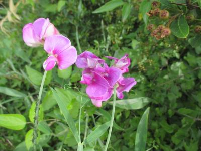 Gesse des bois, Grande Gesse Lathyrus sylvestris L., 1753