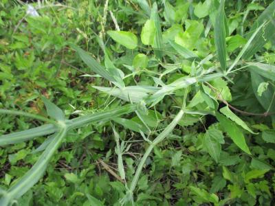 Gesse des bois, Grande Gesse Lathyrus sylvestris L., 1753