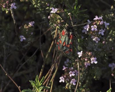 Zygène de l'Esparcette (La), Zygène de la Dorycnie Zygaena rhadamanthus (Esper, 1789)