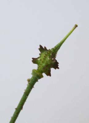 Bunias fausse-roquette, Roquette des champs Bunias erucago L., 1753