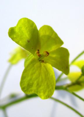Bunias fausse-roquette, Roquette des champs Bunias erucago L., 1753