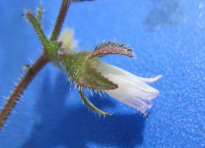 Campanule érinus, Campanule à petites fleurs Campanula erinus L., 1753