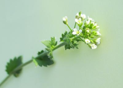 Drave des murailles Draba muralis L., 1753