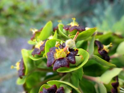 Euphorbe des vallons Euphorbia characias L., 1753