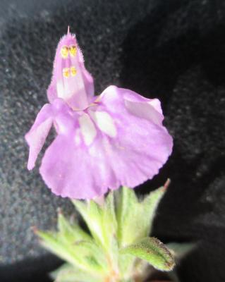 Galéopsis ladanum, Chanvre sauvage Galeopsis ladanum L., 1753