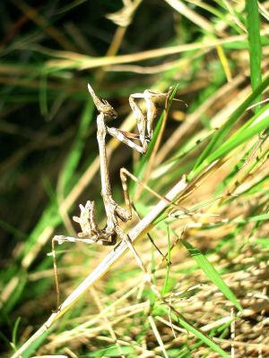 Empuse commune, Diablotin Empusa pennata (Thunberg, 1815)