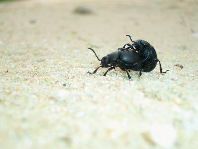 Crache-sang Timarcha tenebricosa (Fabricius, 1775)