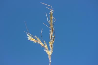 Thatching Grass Hyparrhenia hirta (L.) Stapf, 1919