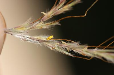 Thatching Grass Hyparrhenia hirta (L.) Stapf, 1919