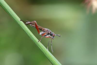  Sepedon sphegea (Fabricius, 1775)