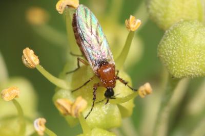  Dilophus bispinosus Lundström, 1913