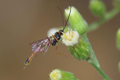  Ichneumonidae Latreille, 1802