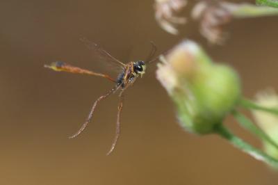  Ichneumonidae Latreille, 1802