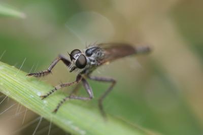 Neoepitriptus setosulus (Zeller, 1840)