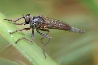  Neoepitriptus setosulus (Zeller, 1840)