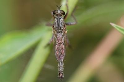  Neoepitriptus setosulus (Zeller, 1840)