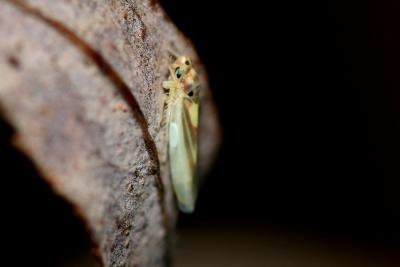  Zygina lunaris (Mulsant & Rey, 1855)