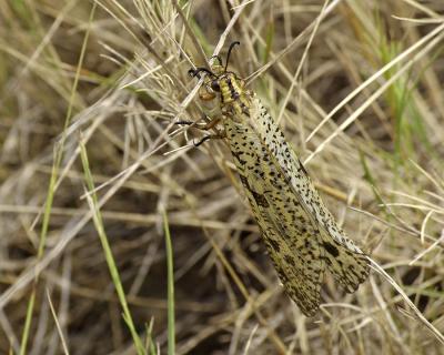 Palpares libelluloides (Linnaeus, 1764)